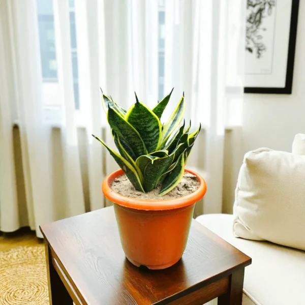 Golden Hahnii Snake Plants