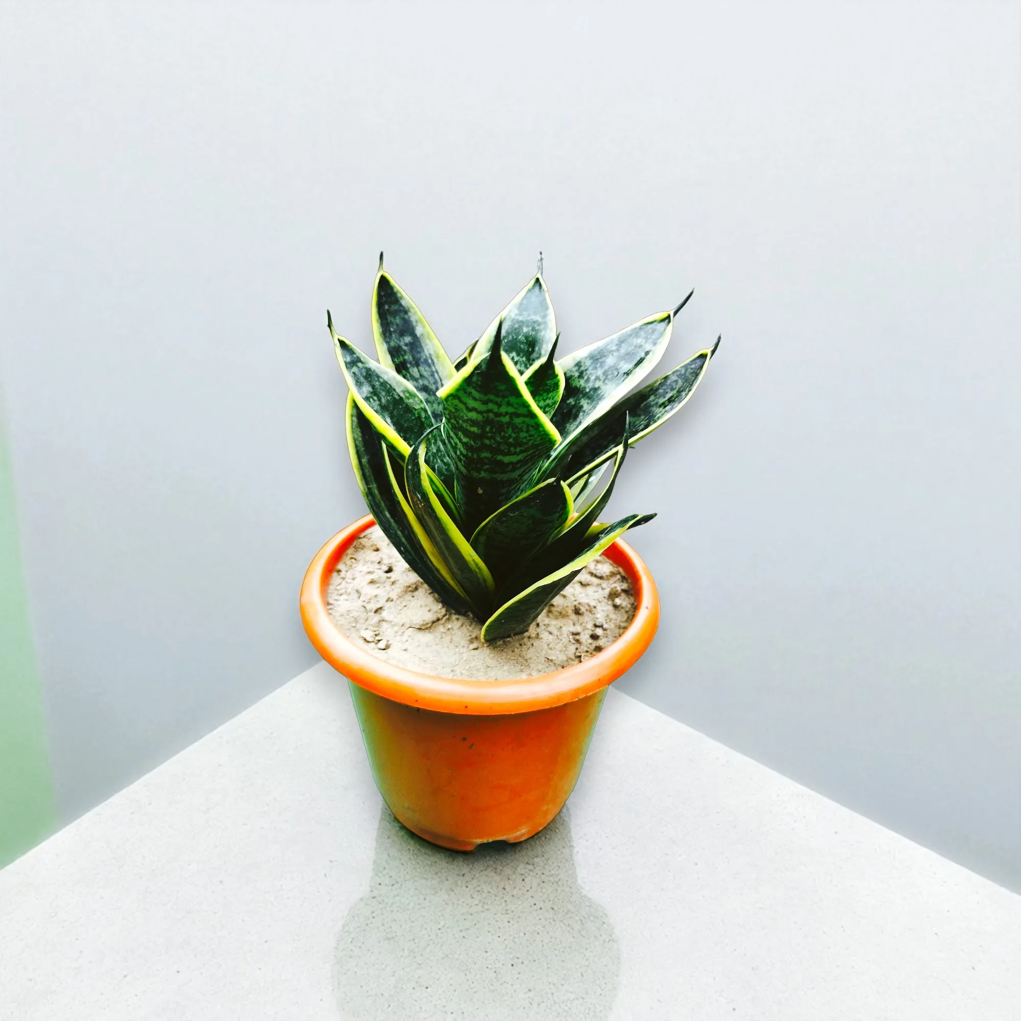 Golden Hahnii Snake Plants - Image 2