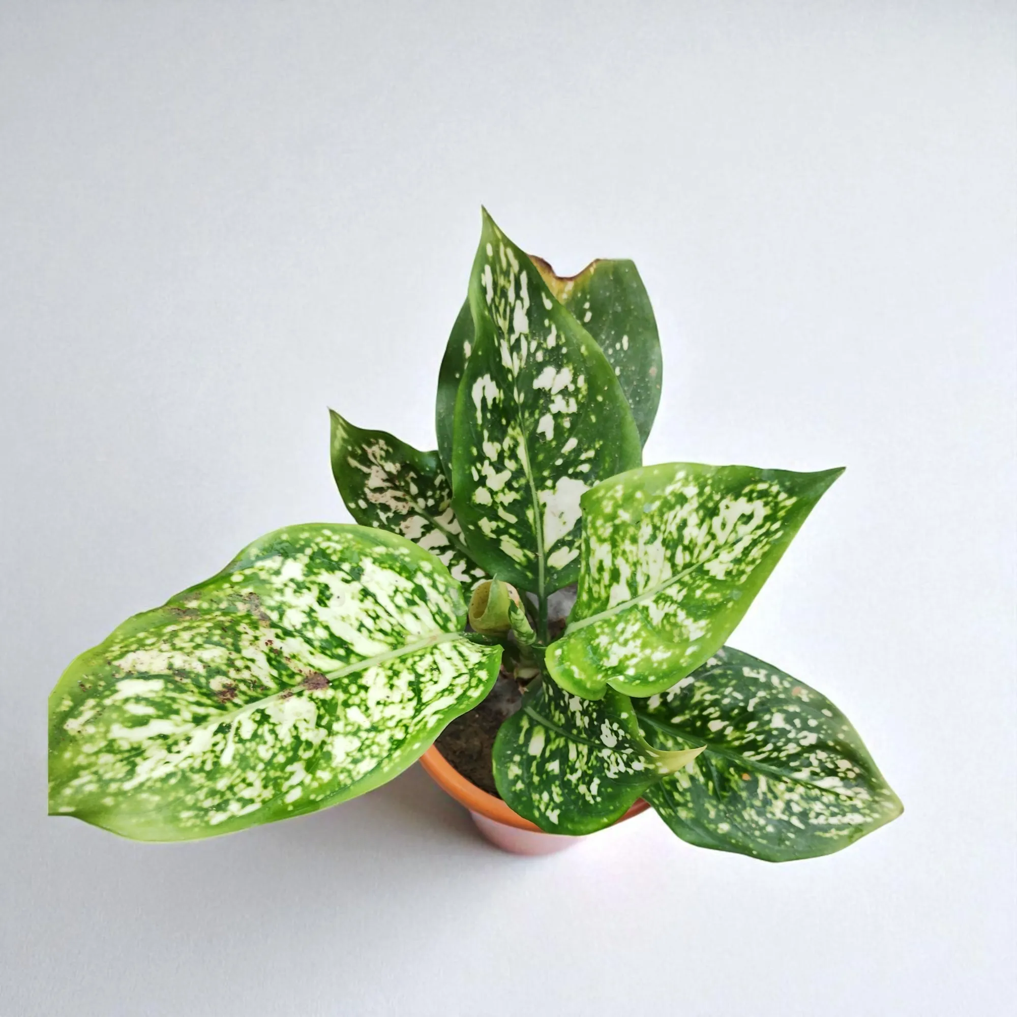Anjuman White Aglaonema Plant - Image 3