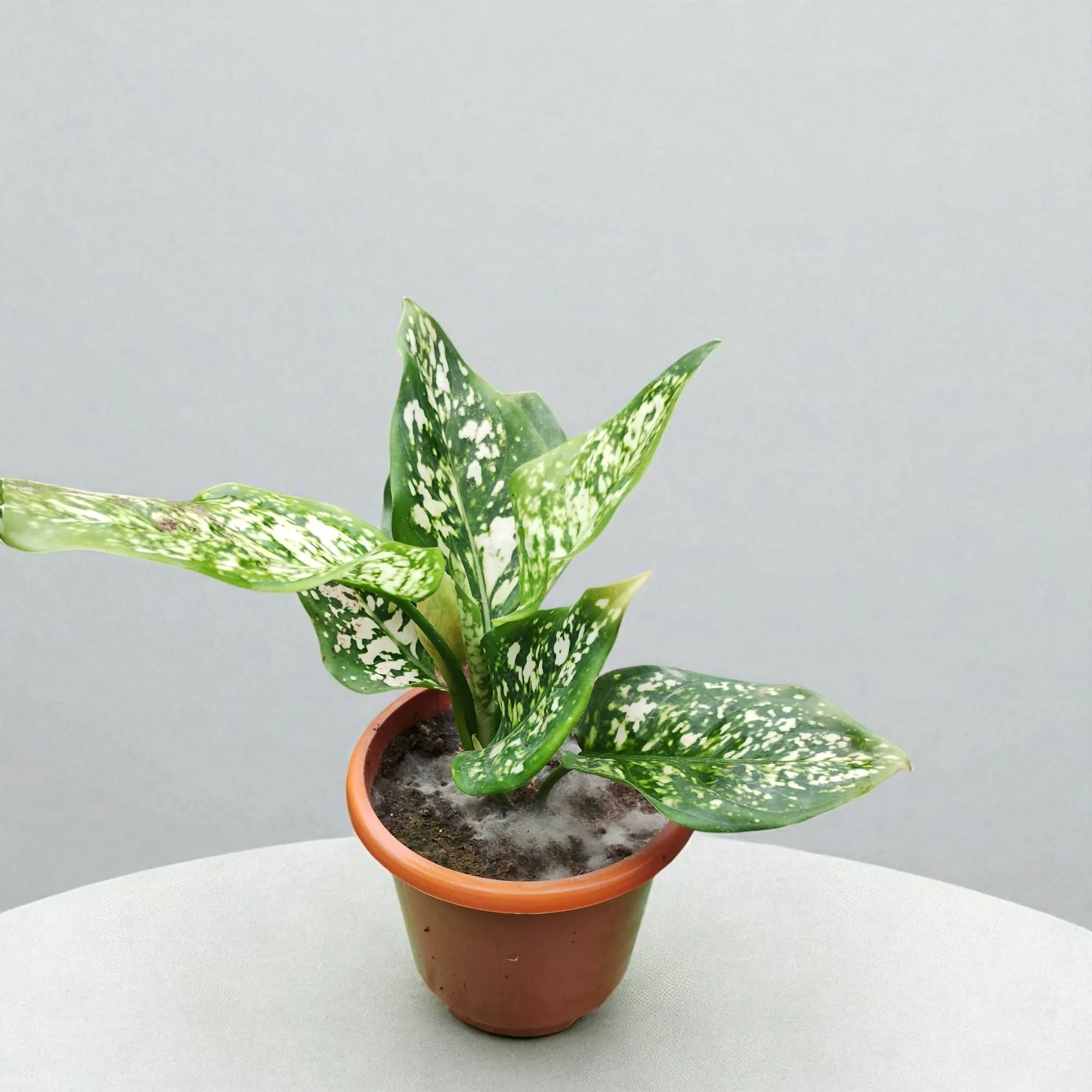 Anjuman White Aglaonema Plant