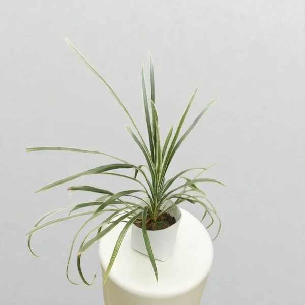 Variegated Grass Plant
