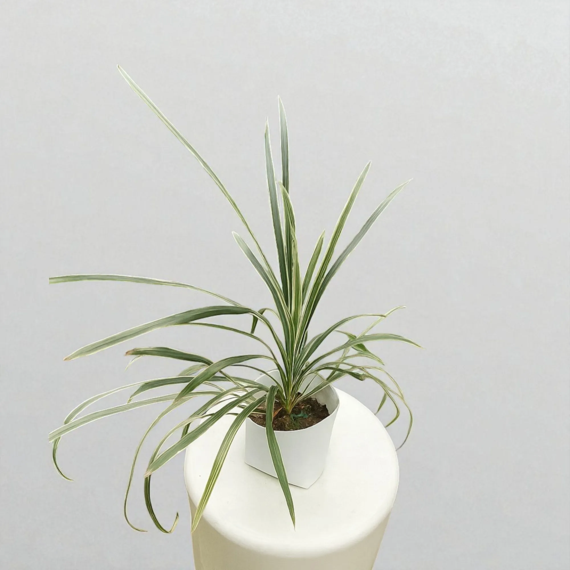 Variegated Grass Plant