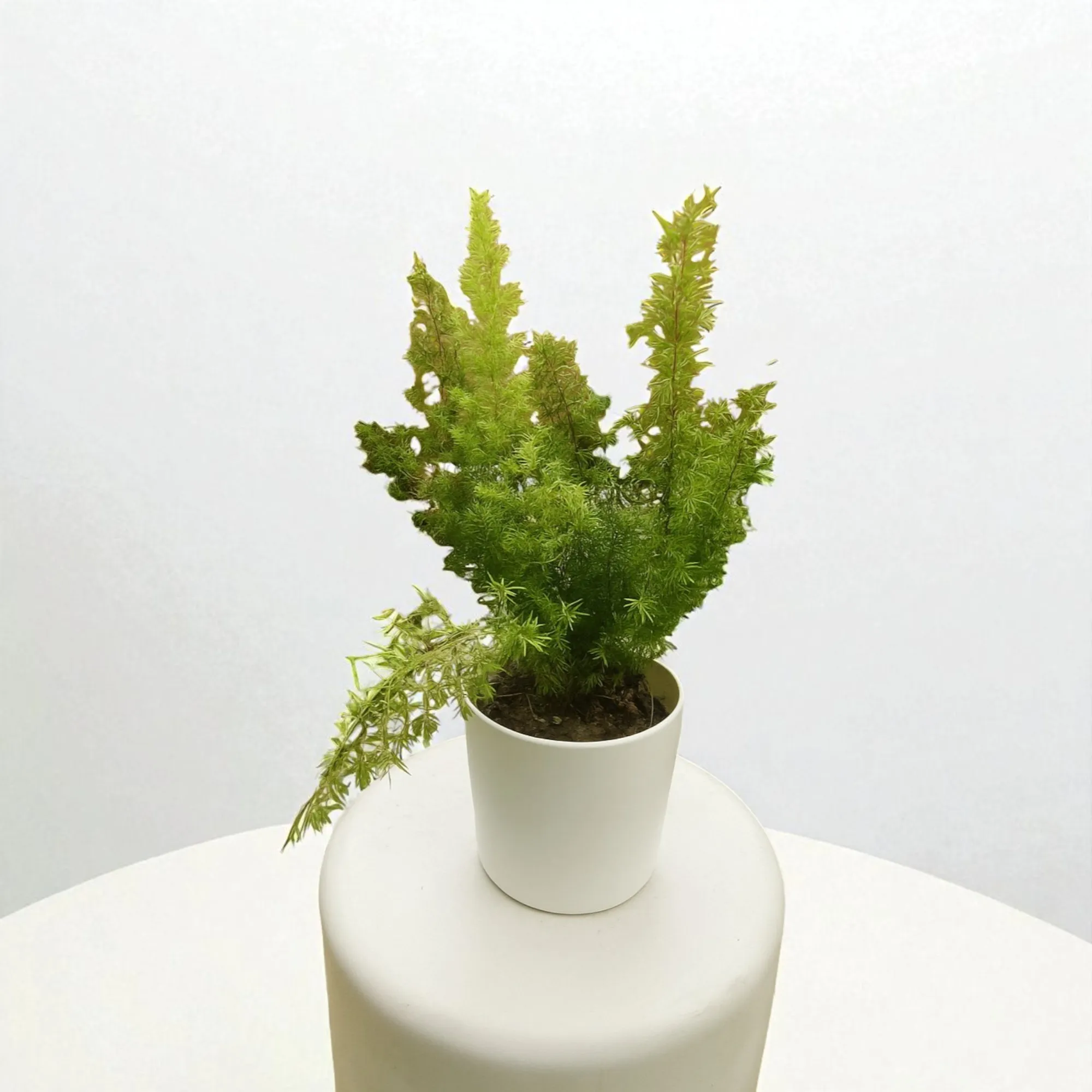 Asparagus Mary Plant