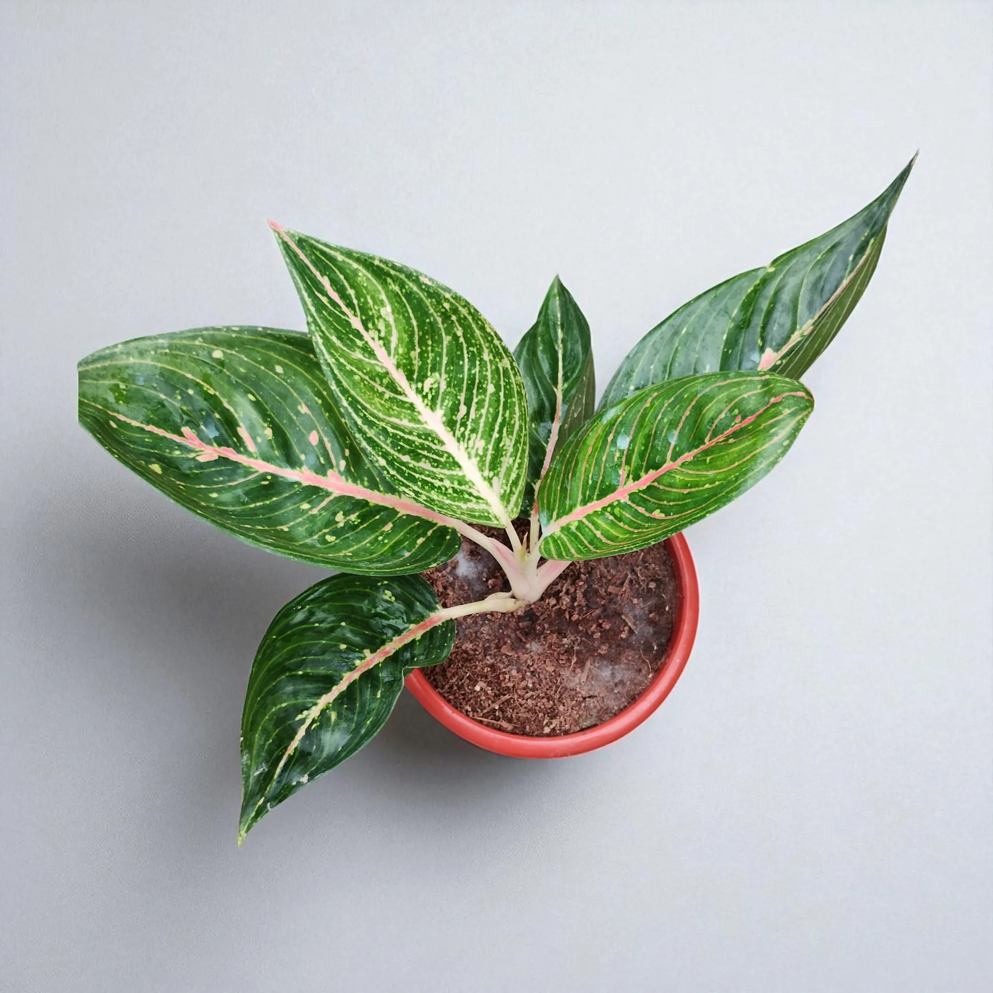 Peace Lily - Image 3