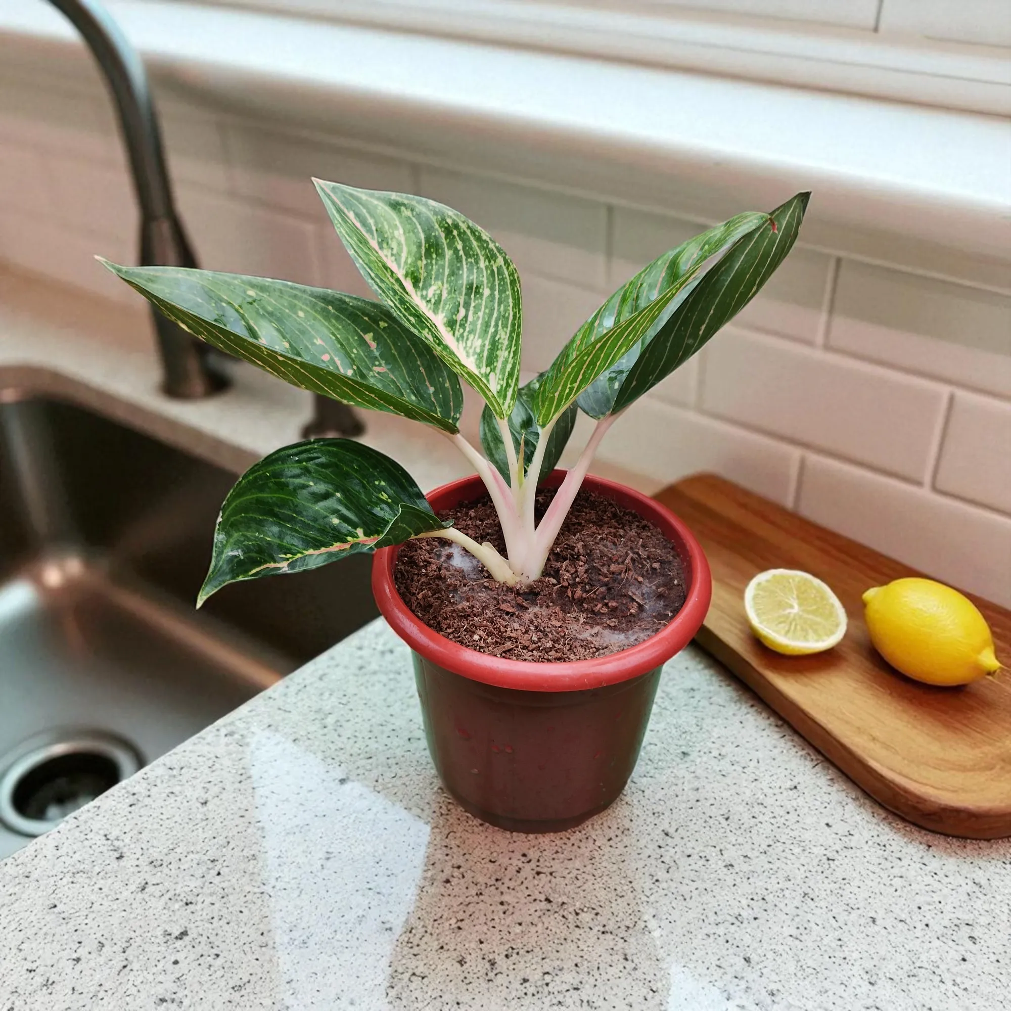 Peace Lily