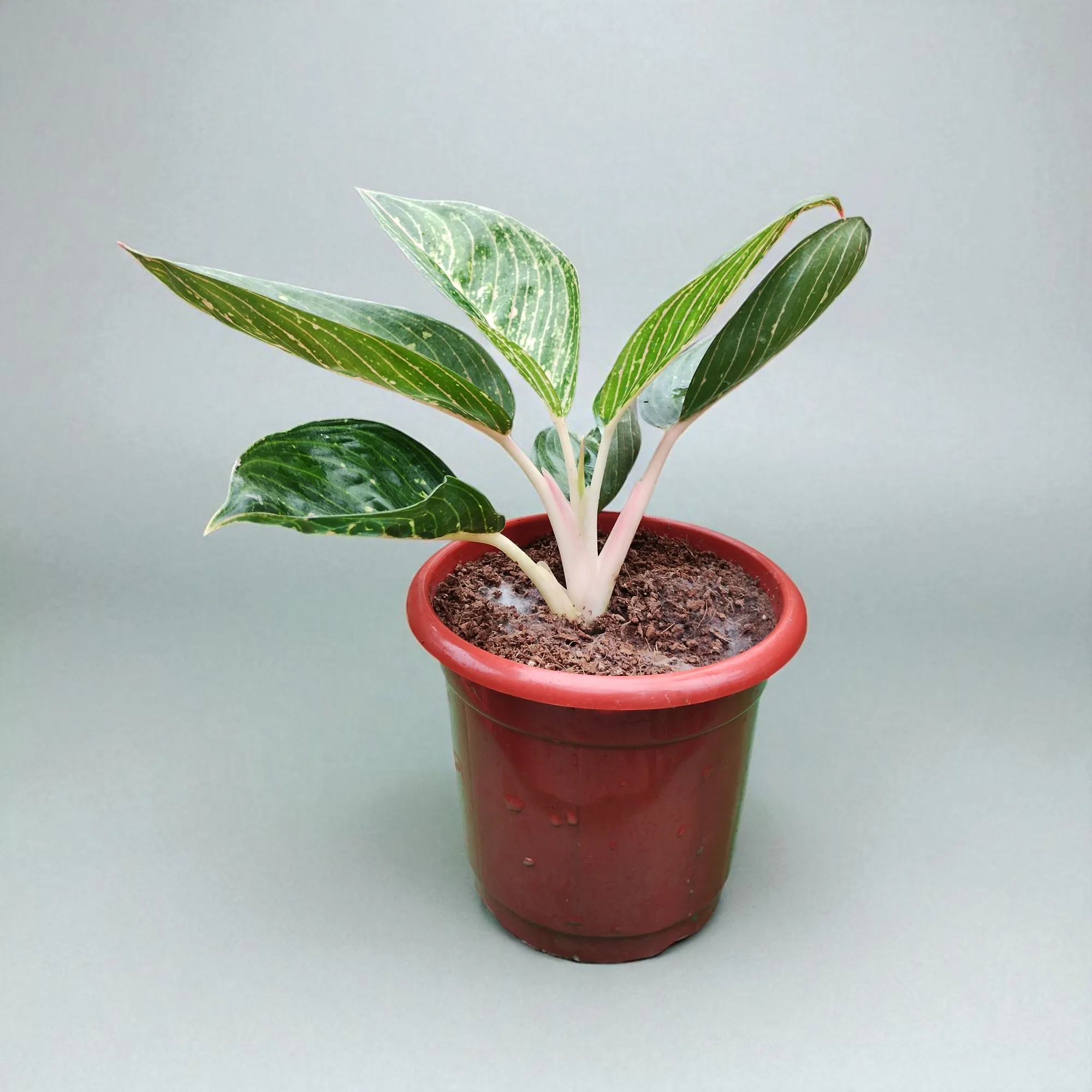 Peace Lily - Image 2