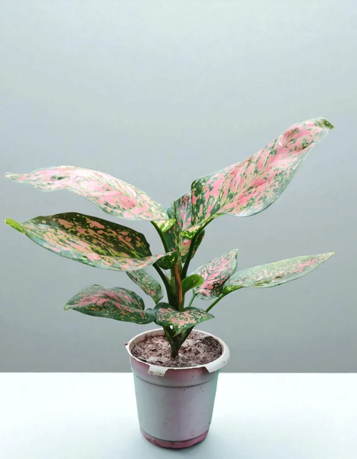 Thri Colour Aglaonema