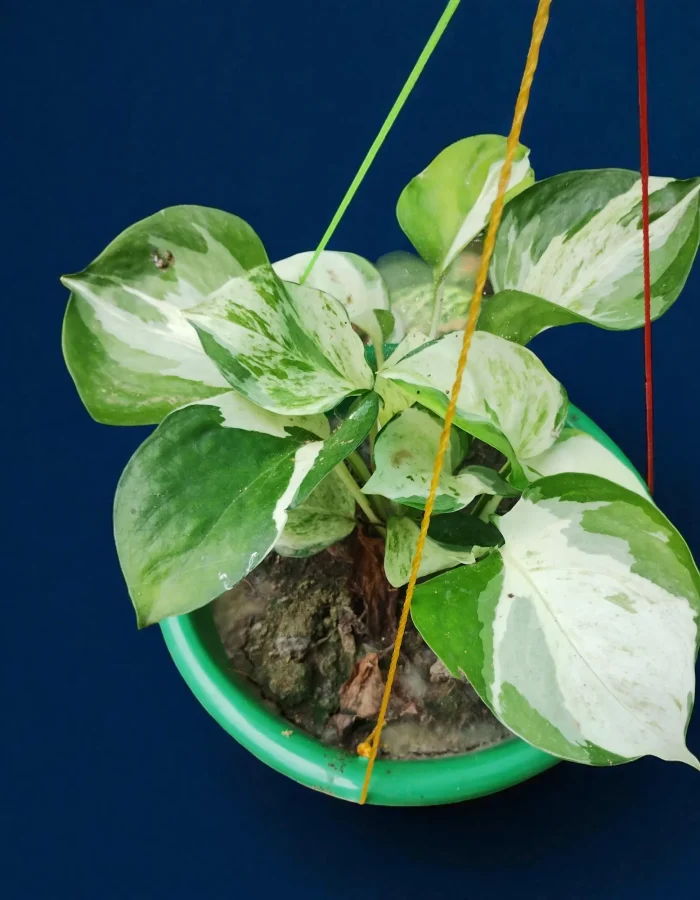 Manjula Money Plants