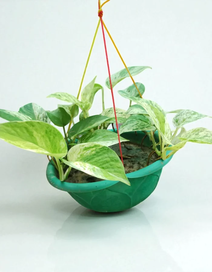 Marbel Queen Money Plants