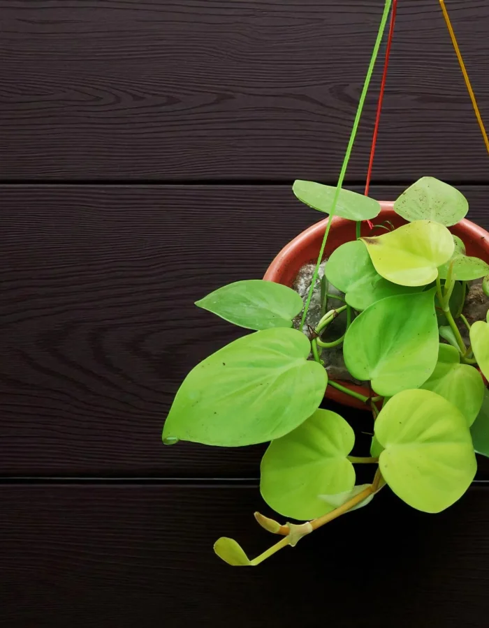 Oxicardinal Neon Money Plants