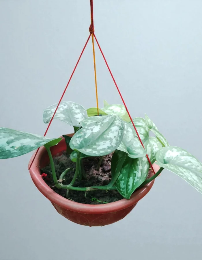 Silver Satin Pothos Money Plant
