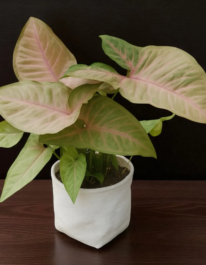 Pink Syngonium Plants