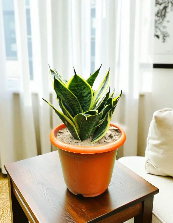 Golden Hahnii Snake Plants