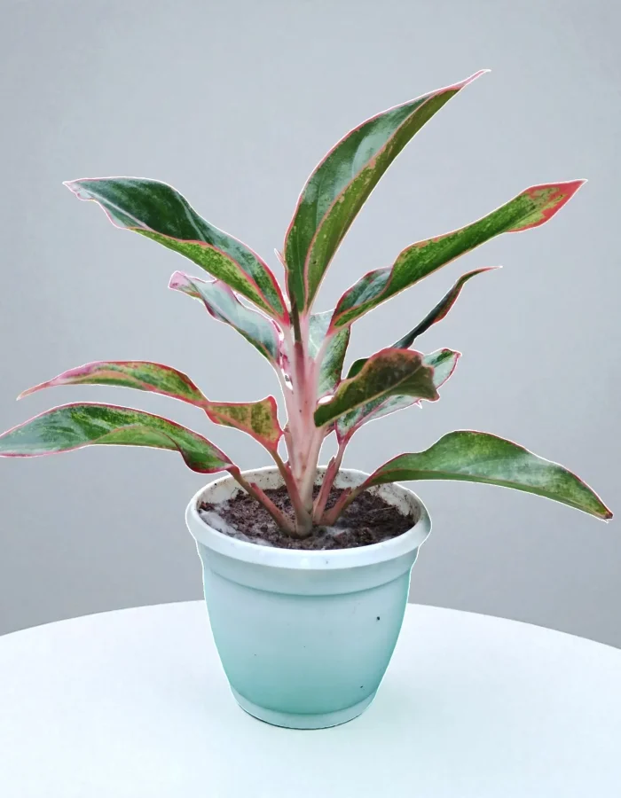 Lipstick Aglaonema Plants