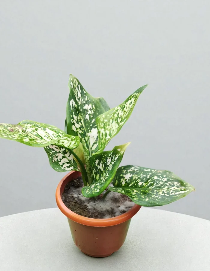 Anjuman White Aglaonema Plant