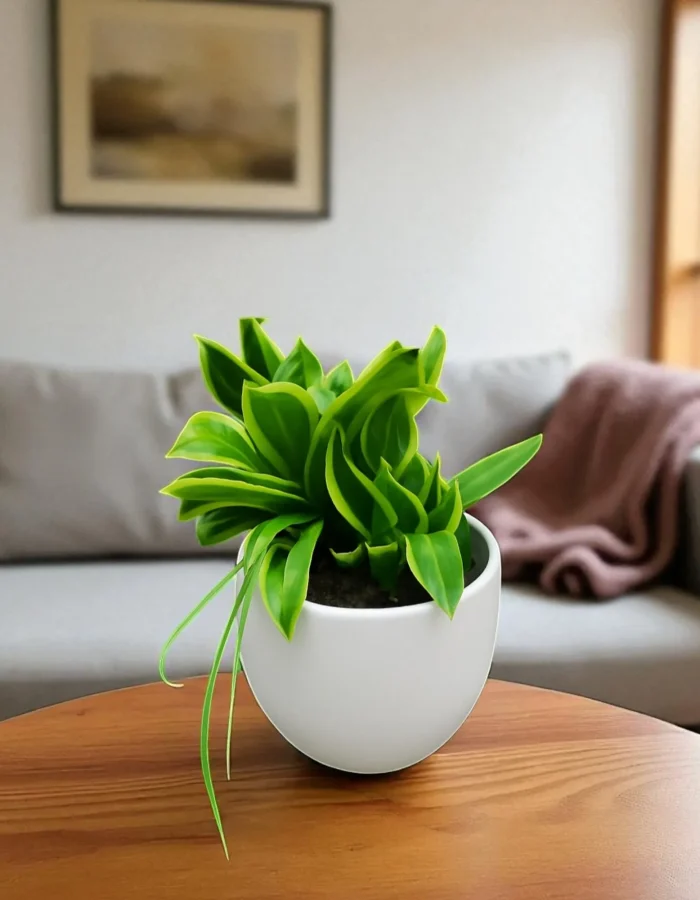 Variegated Snake plants