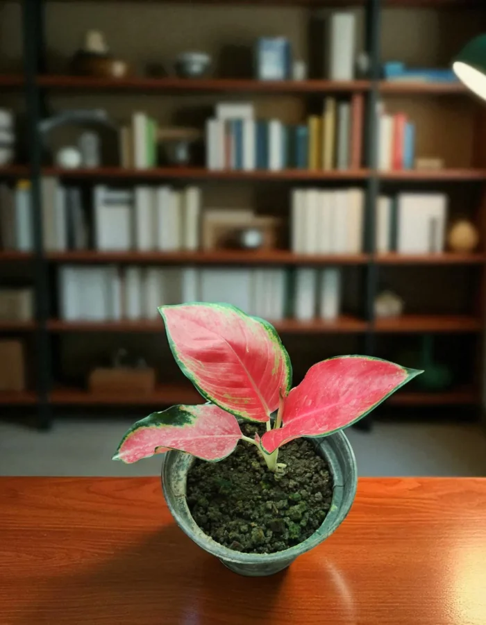 Thai Red Aglaonema Plants