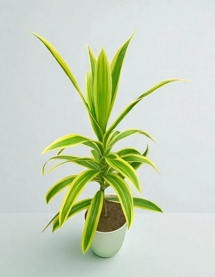 Variegated Soil Bamboo