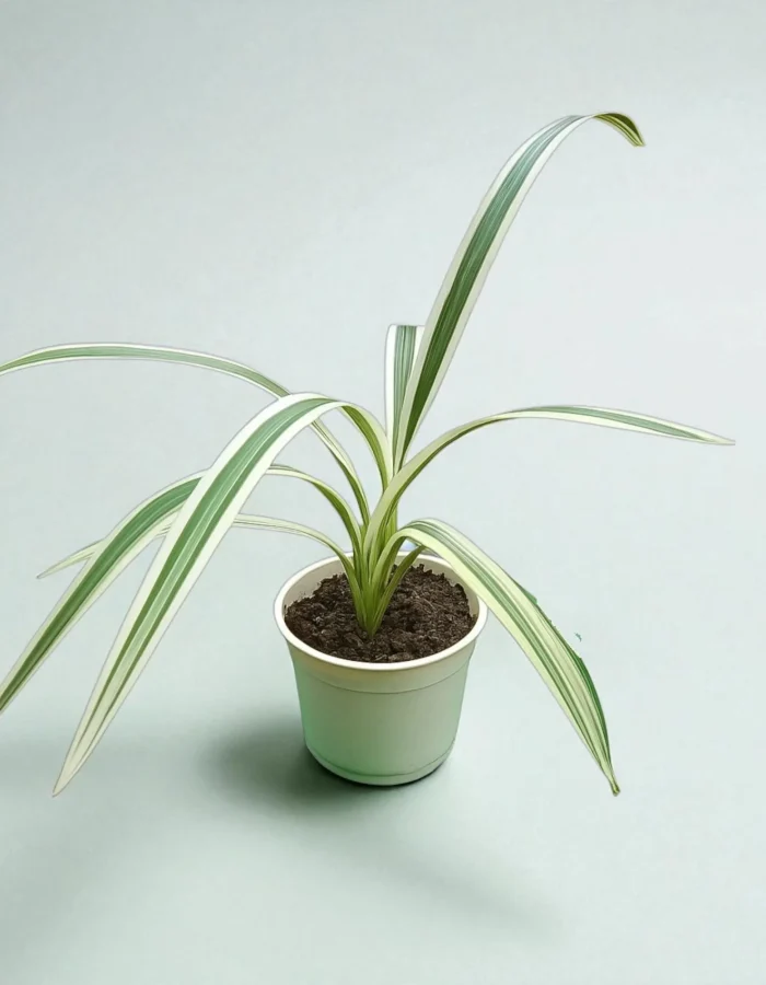 Spider Plants