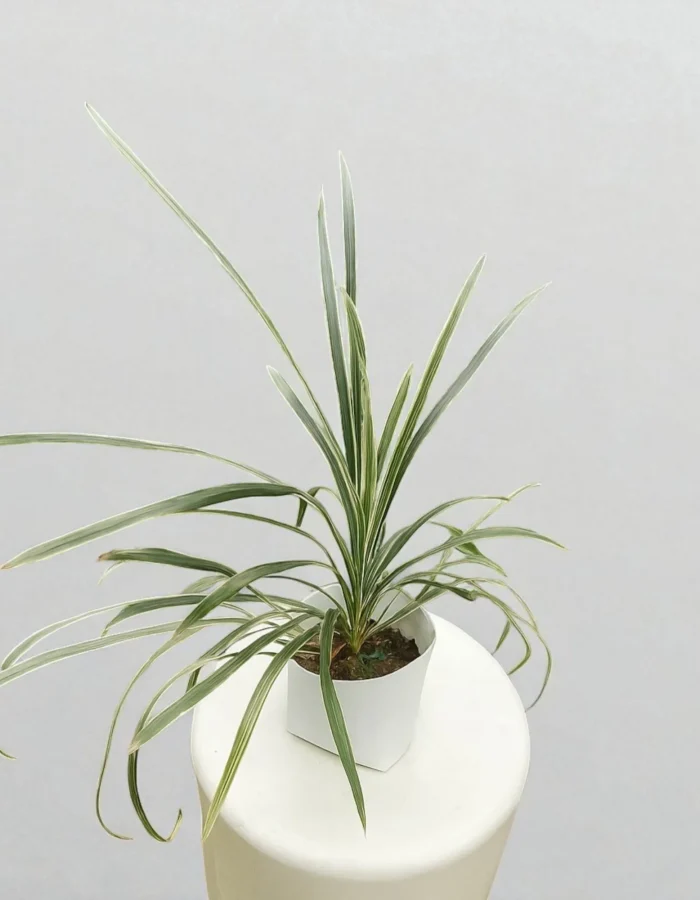 Variegated Grass Plant