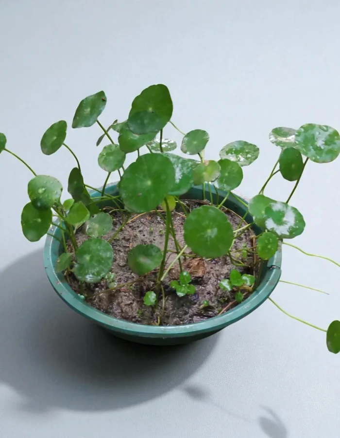 Stephania Erecta Plant Bulb