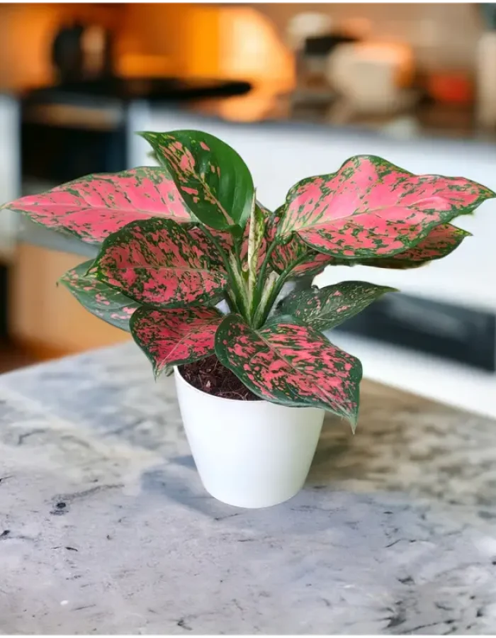 Red Valentine Aglaonema Plants